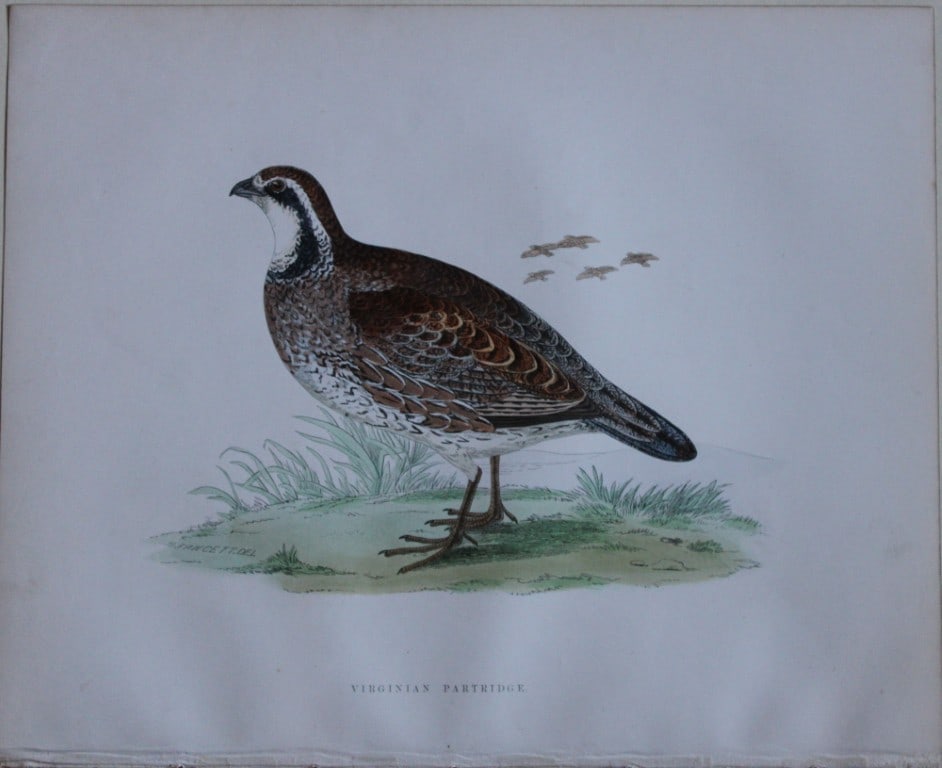 Beverley Morris - Lithograph of Virginian Partridge 1855: This beautiful hand coloured lithograph is by Beverley Morris from British Game Birds and Wildfowl. Published by Groombridge and Sons, London 1855. Lithographed by Benjamin Fawcett. Size: 12in x 9.25i