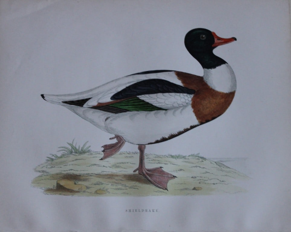 Beverley Morris - Lithograph of Shieldrake 1855: This beautiful hand coloured lithograph is by Beverley Morris from British Game Birds and Wildfowl. Published by Groombridge and Sons, London 1855. Lithographed by Benjamin Fawcett. Size: 12in x 9.25i