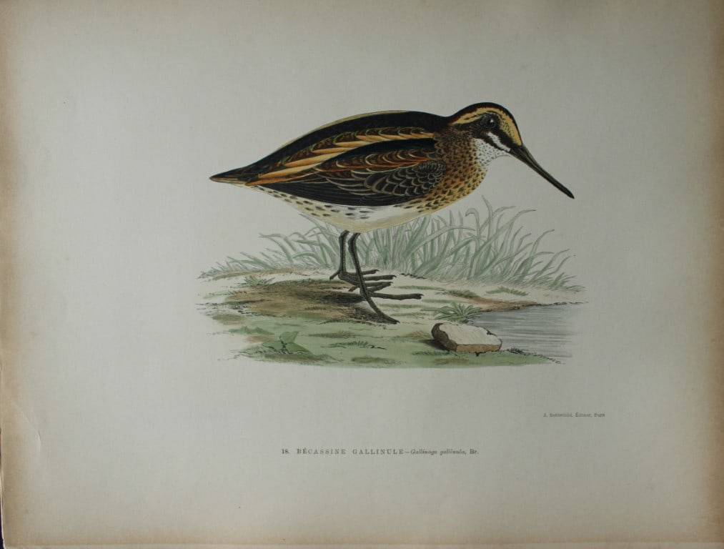 Beverley Morris - Lithograph of Jack Snipe 1876: This beautiful hand coloured lithograph is from Les Oiseaux Gibier (Game Birds) by Henri de la Blanchere. Edited by J Rothschild, Paris 1876. Originally drawn by Beverley Morris for British Game Birds