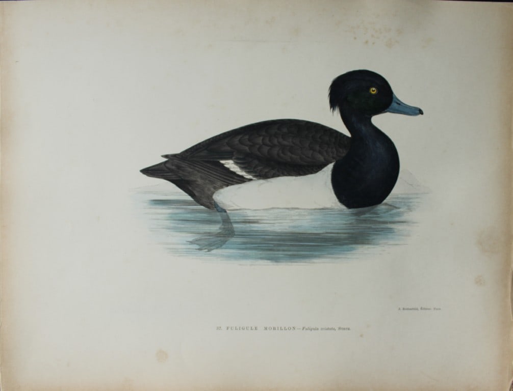 Beverley Morris - Lithograph of Pochard 1876: This beautiful hand coloured lithograph is from Les Oiseaux Gibier (Game Birds) by Henri de la Blanchere. Edited by J Rothschild, Paris 1876. Originally drawn by Beverley Morris for British Game Birds