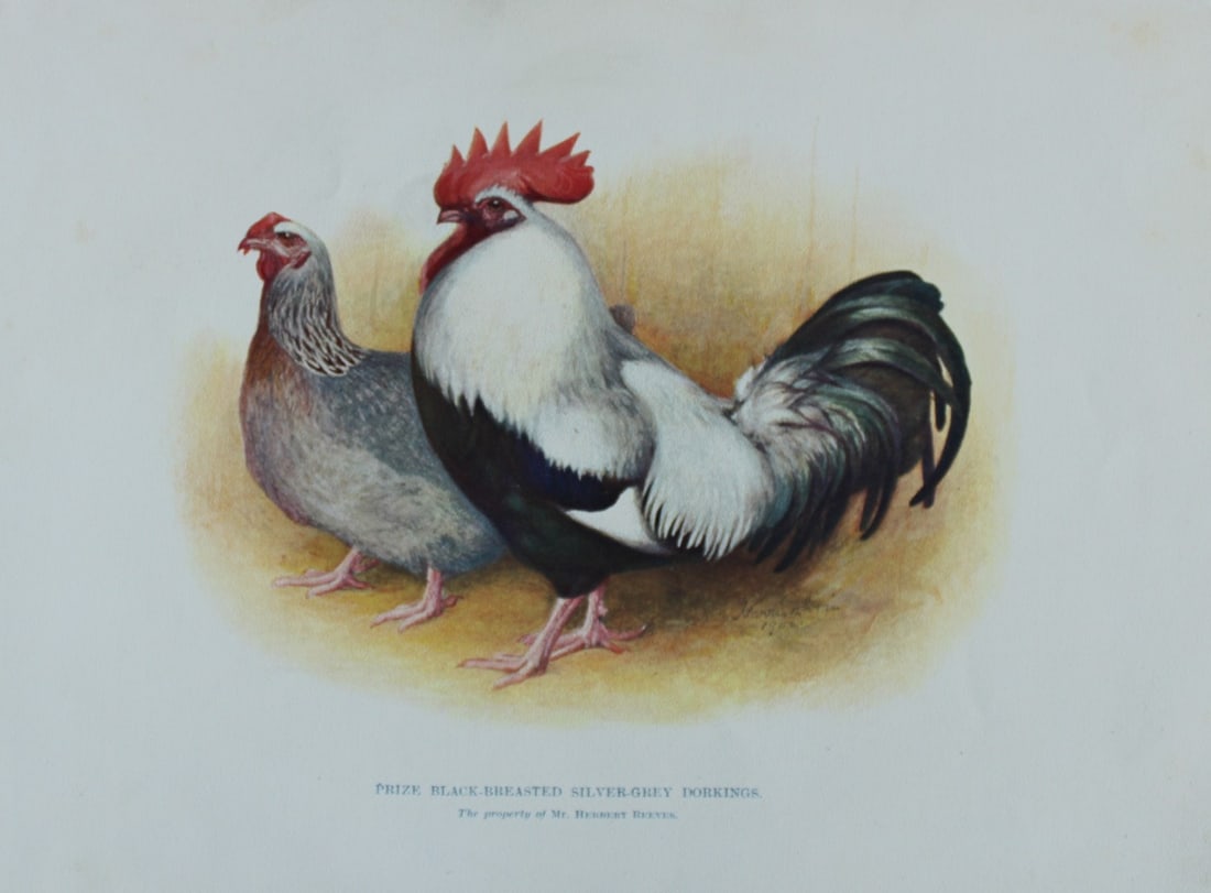 Harrison Weir - Black-breasted Silver Grey Dorkings 1902: This coloured photogravure plate was drawn by Harrison Weir and is from Our Poultry And All About Them, published by Hutchinson & Co, London 1902.Harrison Weir was a natural history artist, poultry br