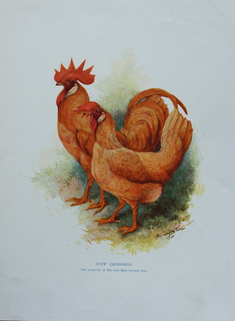 Harrison Weir - Buff Leghorns 1902: This coloured photogravure plate was drawn by Harrison Weir and is from Our Poultry And All About Them, published by Hutchinson & Co, London 1902.Harrison Weir was a natural history artist, poultry br