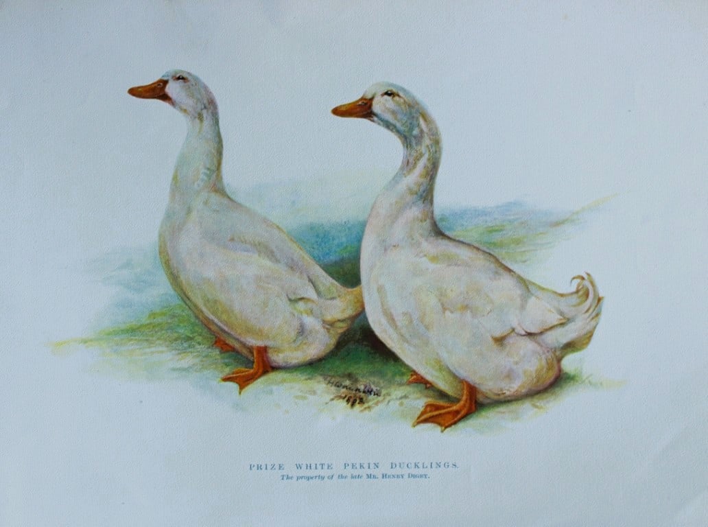 Harrison Weir - White Pekin Ducklings1902: This coloured photogravure plate was drawn by Harrison Weir and is from Our Poultry And All About Them, published by Hutchinson & Co, London 1902.Harrison Weir was a natural history artist, poultry br