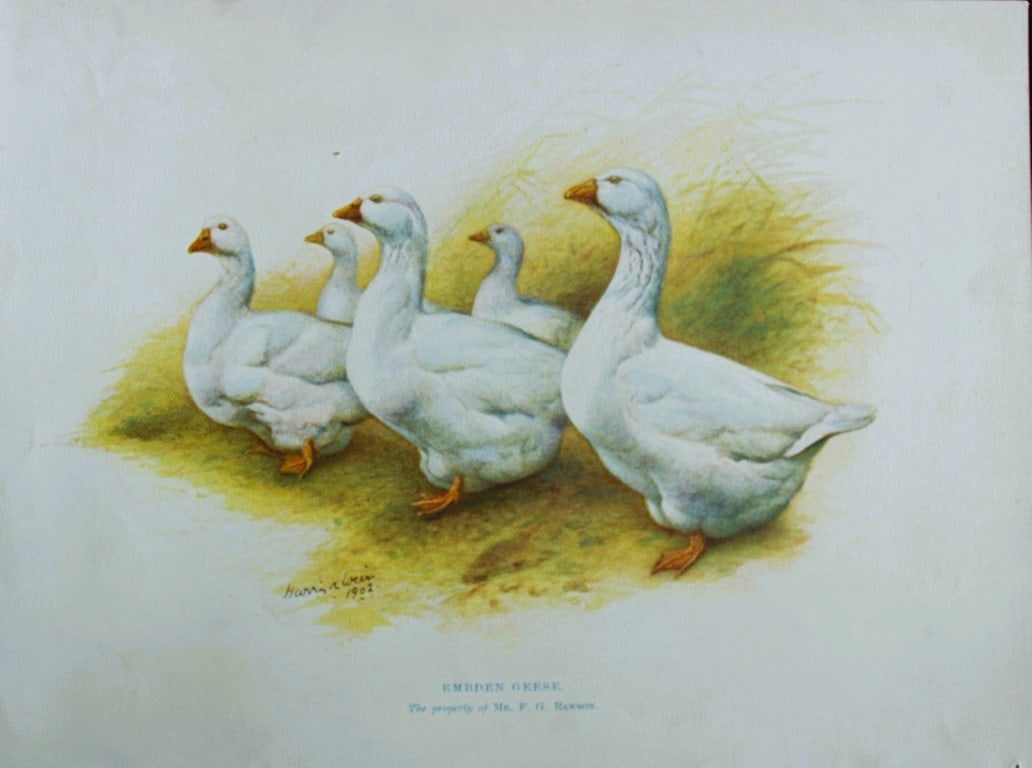 Harrison Weir - Embden Geese 1902: This coloured photogravure plate was drawn by Harrison Weir and is from Our Poultry And All About Them, published by Hutchinson & Co, London 1902.Harrison Weir was a natural history artist, poultry br