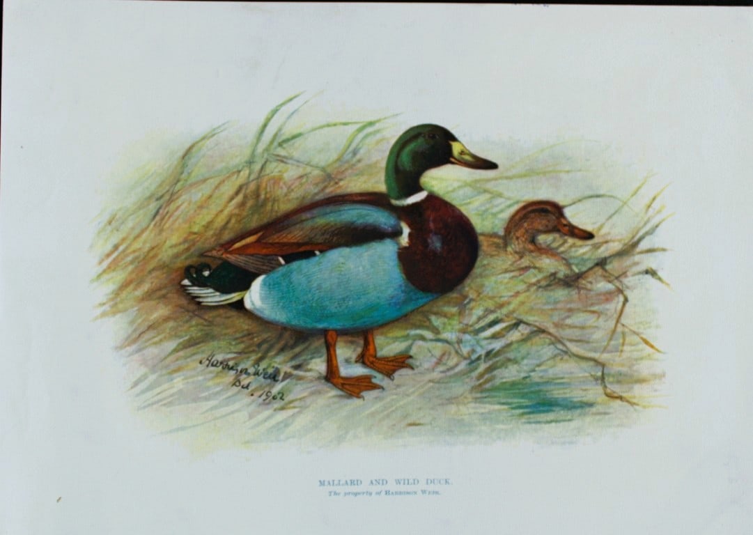 Harrison Weir - Mallard and Wild Duck 1902: This coloured photogravure plate was drawn by Harrison Weir and is from Our Poultry And All About Them, published by Hutchinson & Co, London 1902.Harrison Weir was a natural history artist, poultry br