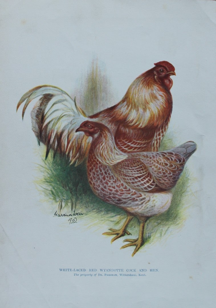 Harrison Weir - White-laced Red Wyandotte 1902: This coloured photogravure plate was drawn by Harrison Weir and is from Our Poultry And All About Them, published by Hutchinson & Co, London 1902.Harrison Weir was a natural history artist, poultry br