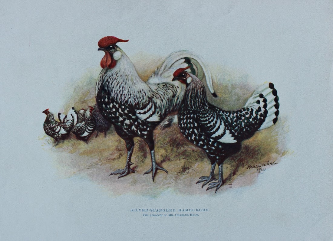 Harrison Weir - Silver Spangled Hamburghs 1902: This coloured photogravure plate was drawn by Harrison Weir and is from Our Poultry And All About Them, published by Hutchinson & Co, London 1902.Harrison Weir was a natural history artist, poultry br