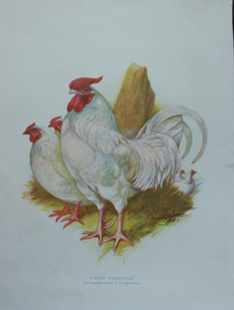 Harrison Weir - White Dorkings 1902: This coloured photogravure plate was drawn by Harrison Weir and is from Our Poultry And All About Them, published by Hutchinson & Co, London 1902.Harrison Weir was a natural history artist, poultry br