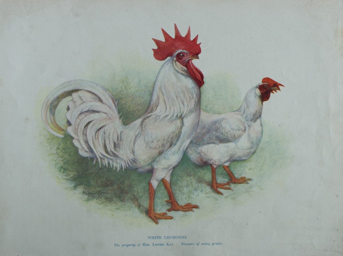 Harrison Weir - White Leghorns 1902: This coloured photogravure plate was drawn by Harrison Weir and is from Our Poultry And All About Them, published by Hutchinson & Co, London 1902.Harrison Weir was a natural history artist, poultry br