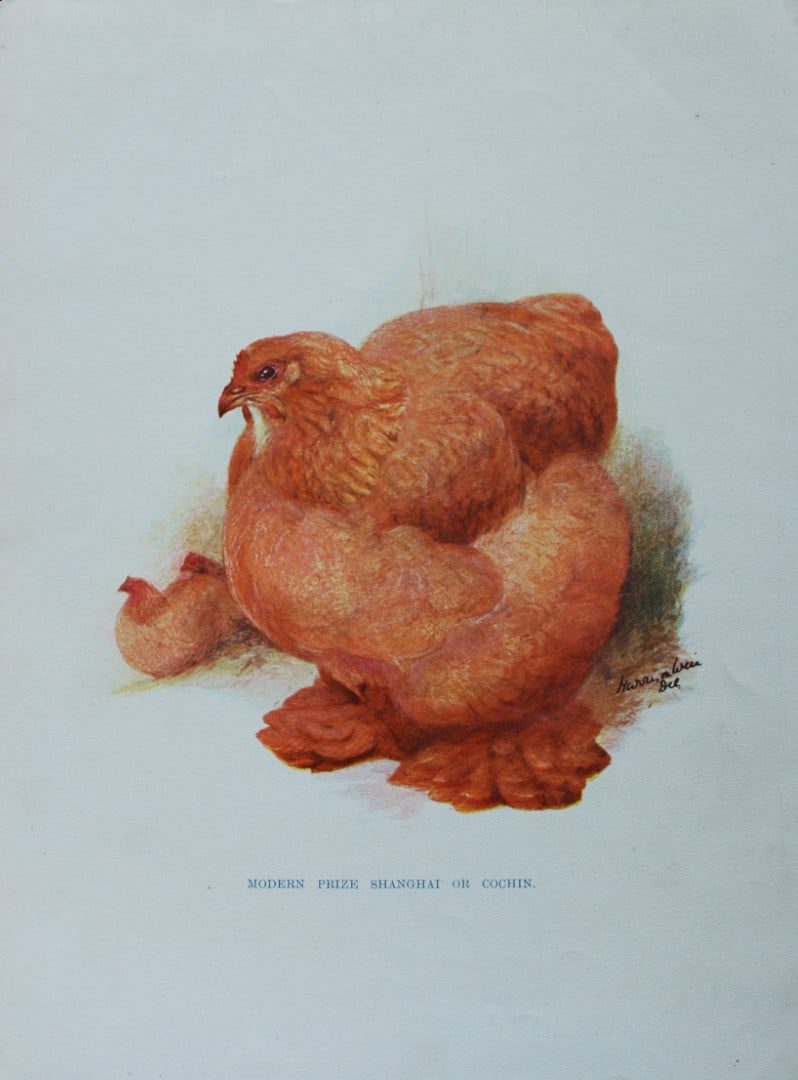 Harrison Weir - Prize Shanghai 1902: This coloured photogravure plate was drawn by Harrison Weir and is from Our Poultry And All About Them, published by Hutchinson & Co, London 1902.Harrison Weir was a natural history artist, poultry br