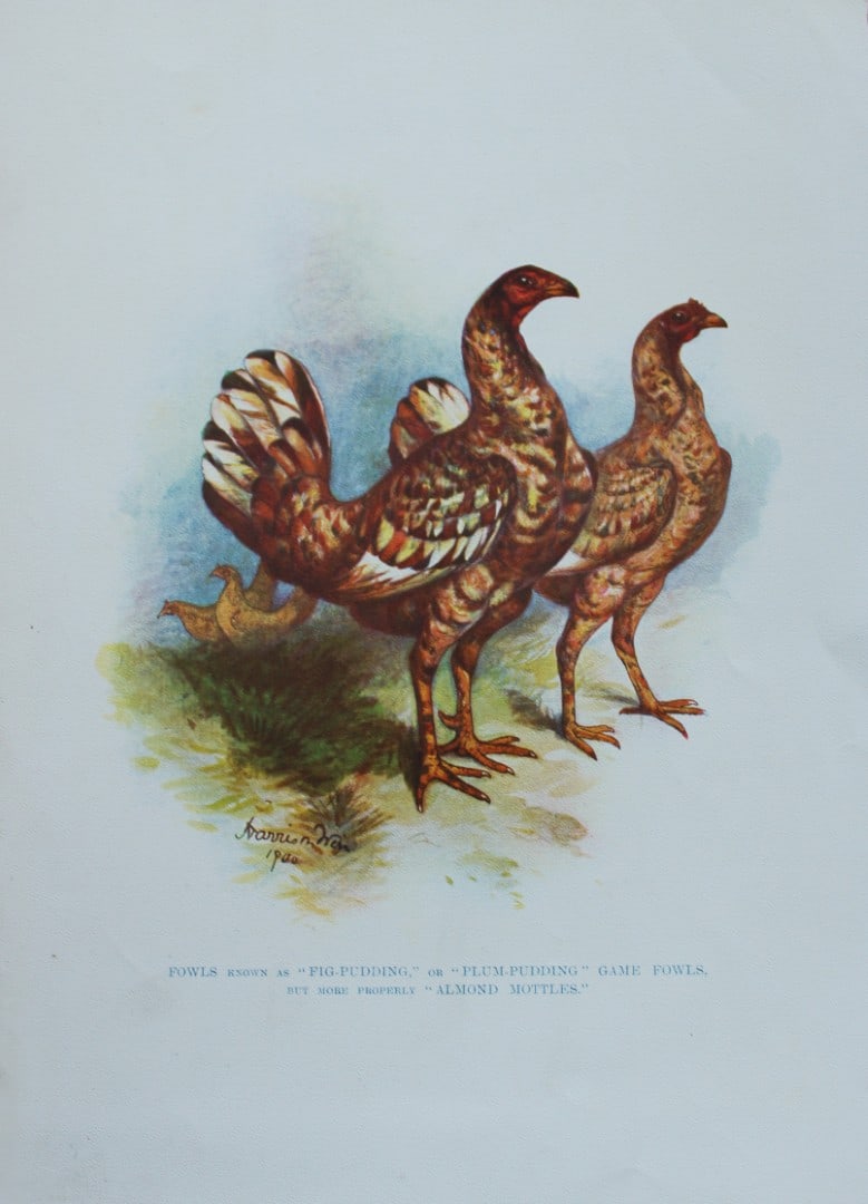Harrison Weir - Fig Pudding Game Fowl 1902: This coloured photogravure plate was drawn by Harrison Weir and is from Our Poultry And All About Them, published by Hutchinson & Co, London 1902.Harrison Weir was a natural history artist, poultry br