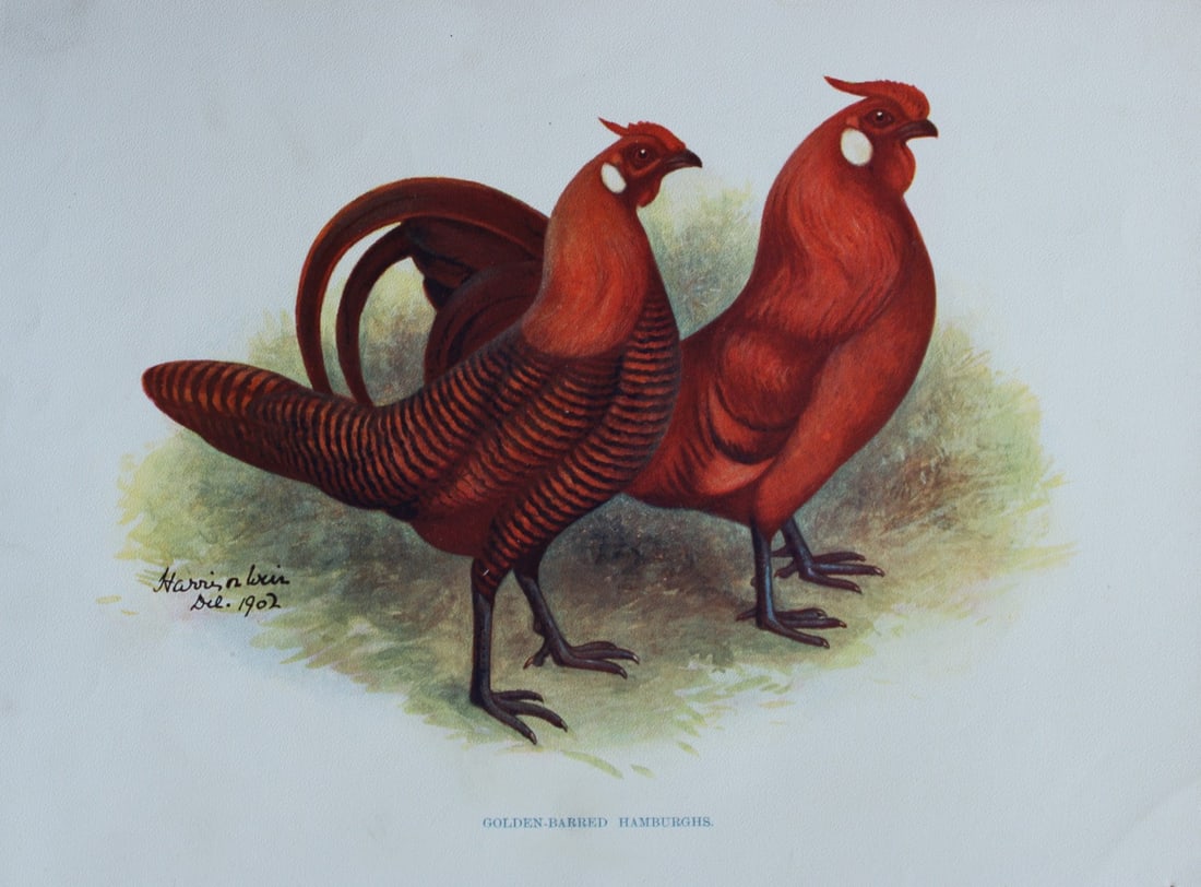 Harrison Weir - Golden Barred Hamburghs 1902: This coloured photogravure plate was drawn by Harrison Weir and is from Our Poultry And All About Them, published by Hutchinson & Co, London 1902.Harrison Weir was a natural history artist, poultry br