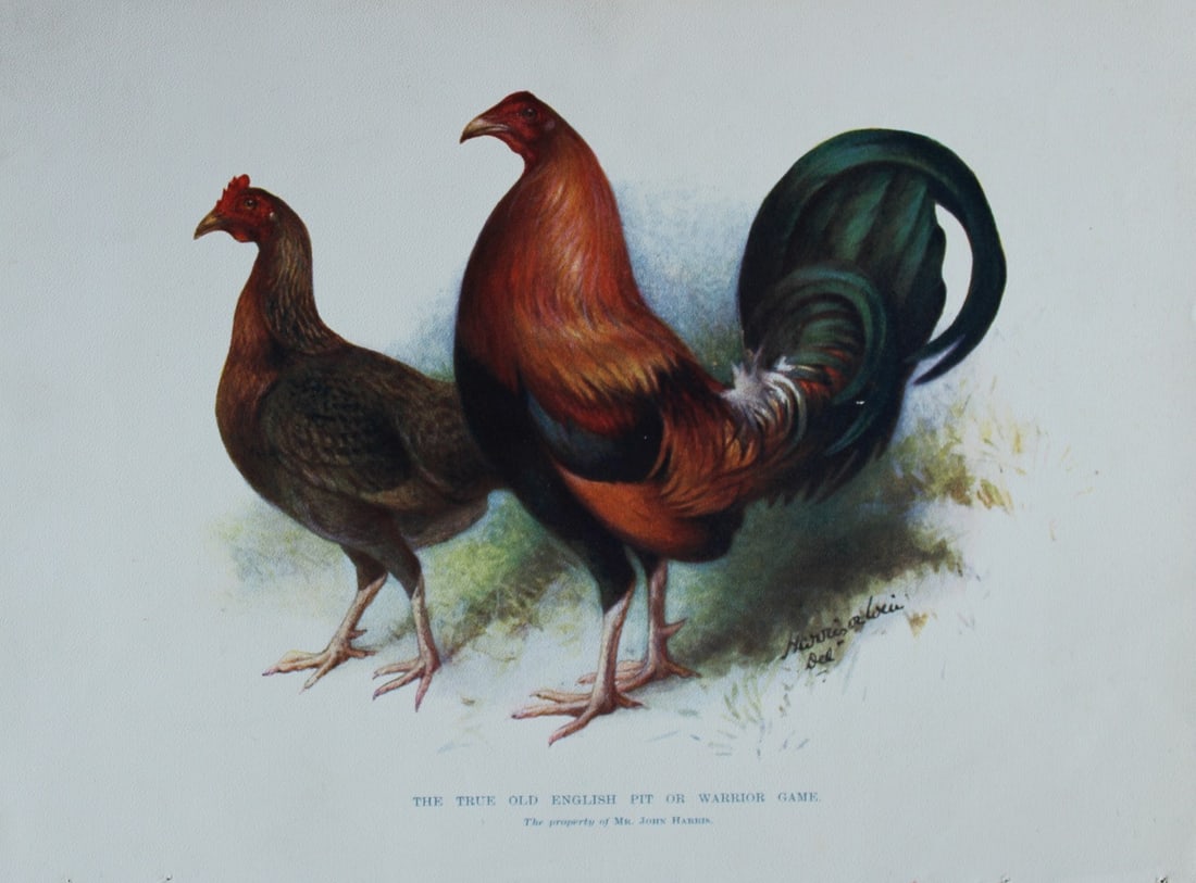 Harrison Weir - True Old English Pit Game 1902: This coloured photogravure plate was drawn by Harrison Weir and is from Our Poultry And All About Them, published by Hutchinson & Co, London 1902.Harrison Weir was a natural history artist, poultry br