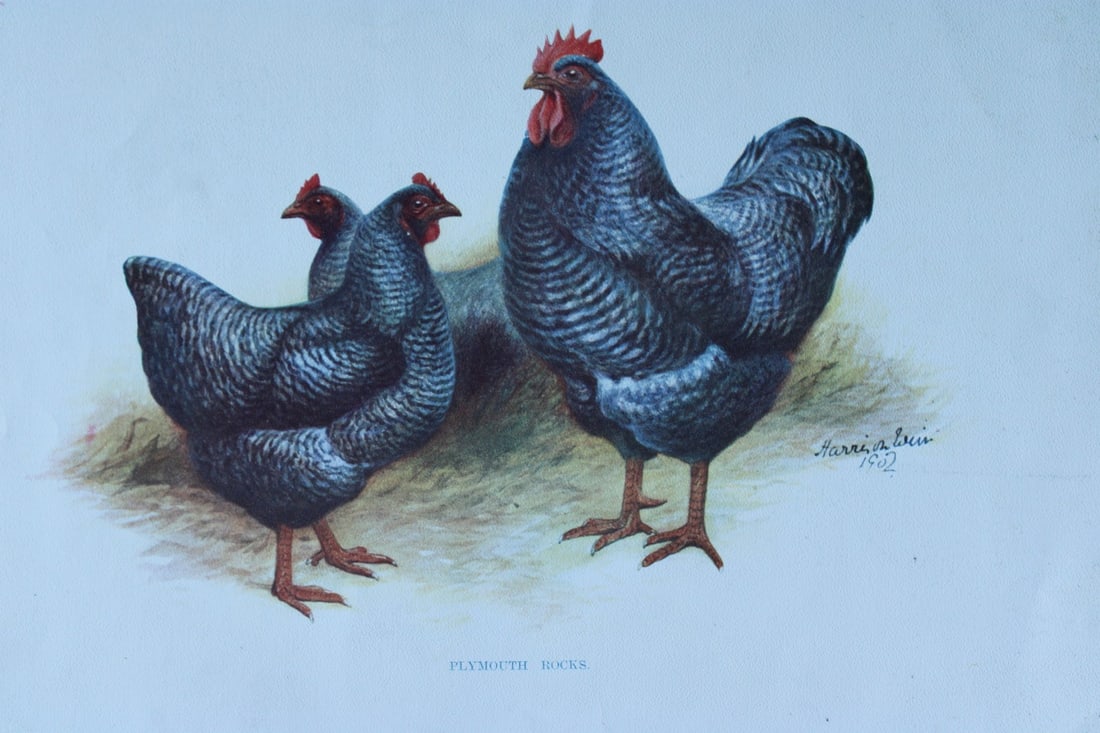 Harrison Weir - Plymouth Rocks 1902: This coloured photogravure plate was drawn by Harrison Weir and is from Our Poultry And All About Them, published by Hutchinson & Co, London 1902.Harrison Weir was a natural history artist, poultry br