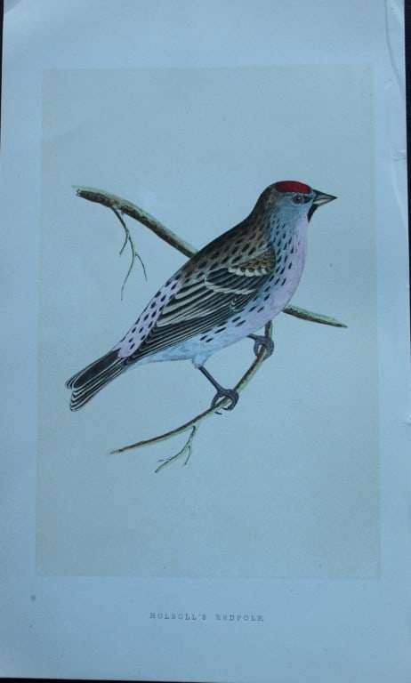 Charles Bree - Hand-coloured engraving of Holboll's Redpole 1866: This hand-coloured wood engraving is from the History of the Birds of Europe, not observed in the British Isles by Charles Robert Bree, FZS and published by Groombridge and Sons, London. 1866, first e