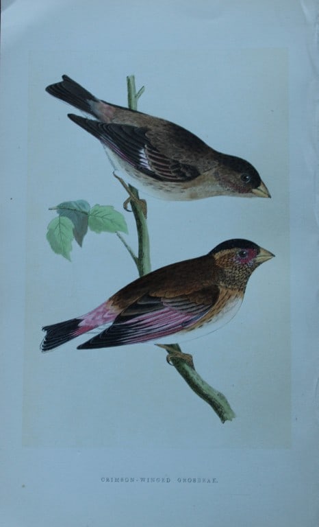 Charles Bree - Hand-coloured engraving of Crimson-winged Grosbeak 1866: This hand-coloured wood engraving is from the History of the Birds of Europe, not observed in the British Isles by Charles Robert Bree, FZS and published by Groombridge and Sons, London. 1866, first e