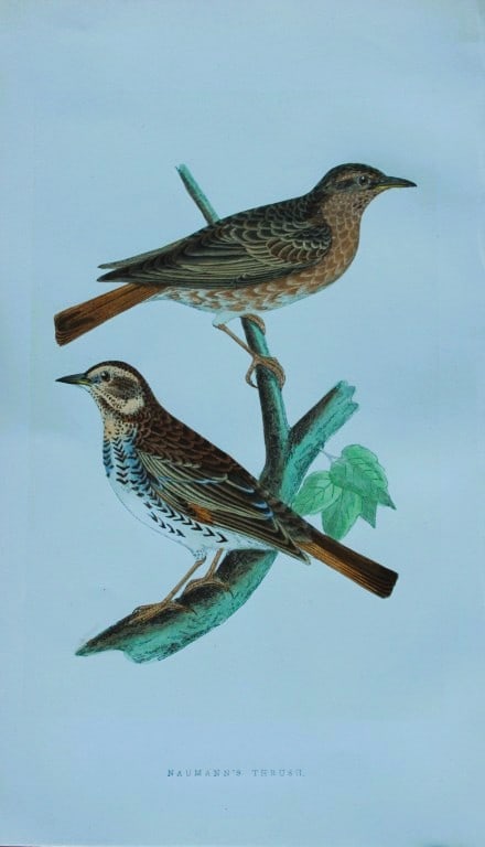 Charles Bree - Hand-coloured engraving of Naumann's Thrush 1866: This hand-coloured wood engraving is from the History of the Birds of Europe, not observed in the British Isles by Charles Robert Bree, FZS and published by Groombridge and Sons, London. 1866, first e