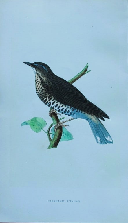 Charles Bree - Hand-coloured engraving of Siberian Thrush 1866: This hand-coloured wood engraving is from the History of the Birds of Europe, not observed in the British Isles by Charles Robert Bree, FZS and published by Groombridge and Sons, London. 1866, first e