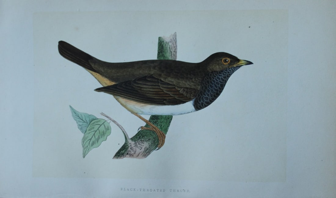 Charles Bree - Hand-coloured engraving of Black-throated Thrush 1866: This hand-coloured wood engraving is from the History of the Birds of Europe, not observed in the British Isles by Charles Robert Bree, FZS and published by Groombridge and Sons, London. 1866, first e