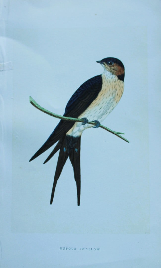 Charles Bree - Hand-coloured engraving of Rufous Swallow 1866: This hand-coloured wood engraving is from the History of the Birds of Europe, not observed in the British Isles by Charles Robert Bree, FZS and published by Groombridge and Sons, London. 1866, first e
