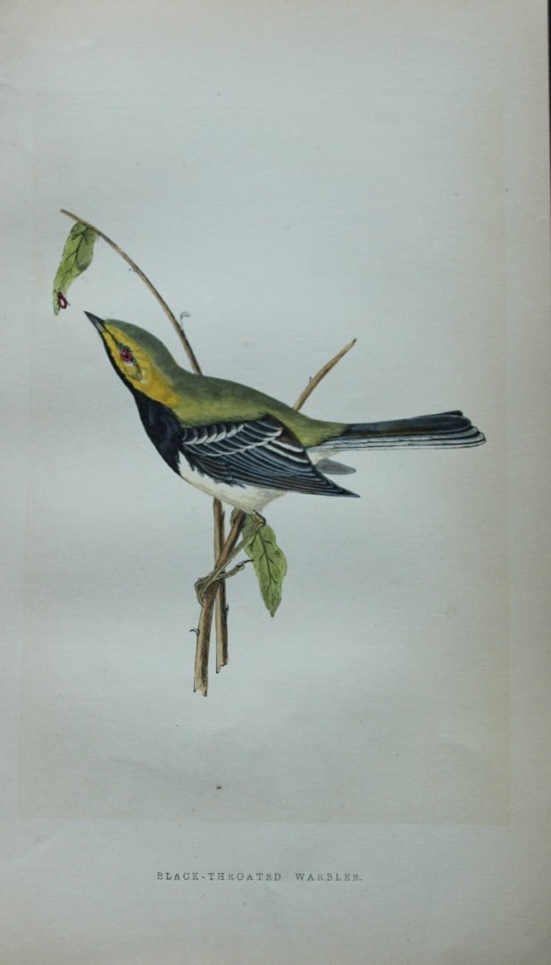 Charles Bree - Hand-coloured engraving of Black-throated Warbler 1866: This hand-coloured wood engraving is from the History of the Birds of Europe, not observed in the British Isles by Charles Robert Bree, FZS and published by Groombridge and Sons, London. 1866, first e