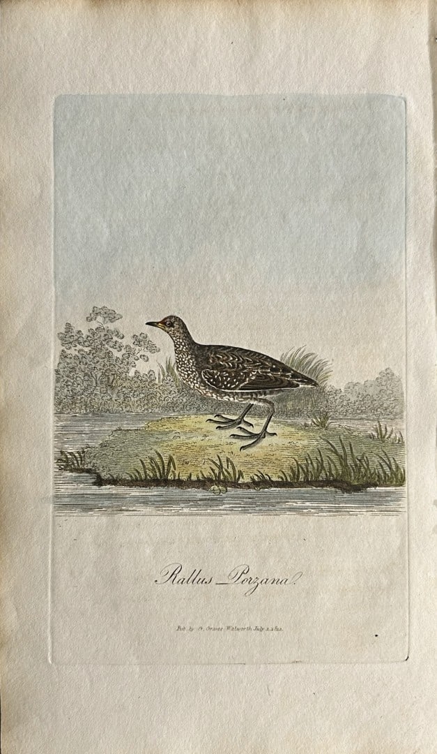 George Graves - Rare engraving of the Spotted Gallinule 1811: This rare hand-coloured copper plate engraving is from British Ornithology: being the History with a coloured representation of every known species of birds by George Graves. Published by Stephen Couc