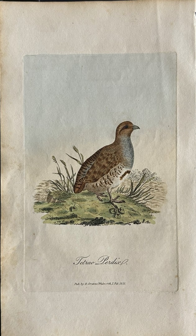 George Graves - Rare engraving of the Common Partridge 1811: This rare hand-coloured copper plate engraving is from British Ornithology: being the History with a coloured representation of every known species of birds by George Graves. Published by Stephen Couc