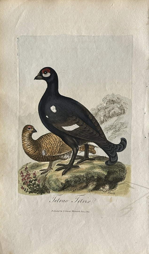 George Graves - Rare engraving of the Black Grouse 1811: This rare hand-coloured copper plate engraving is from British Ornithology: being the History with a coloured representation of every known species of birds by George Graves. Published by Stephen Couc