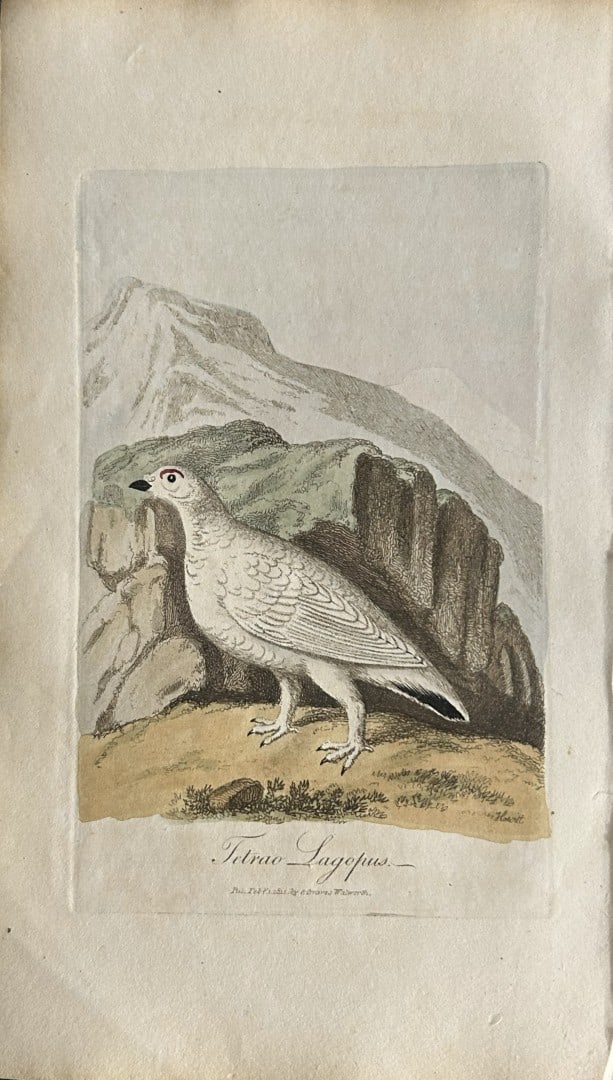 George Graves - Rare engraving of the Ptarmigan 1811: This rare hand-coloured copper plate engraving is from British Ornithology: being the History with a coloured representation of every known species of birds by George Graves. Published by Stephen Couc