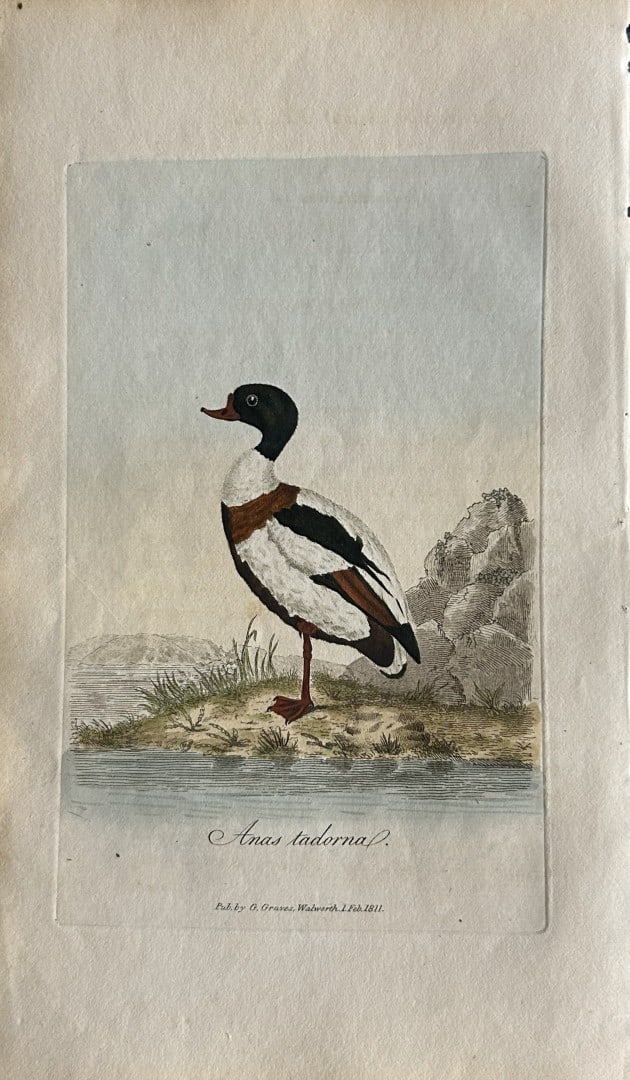 George Graves - Rare engraving of the Shieldrake 1811: This rare hand-coloured copper plate engraving is from British Ornithology: being the History with a coloured representation of every known species of birds by George Graves. Published by Stephen Couc
