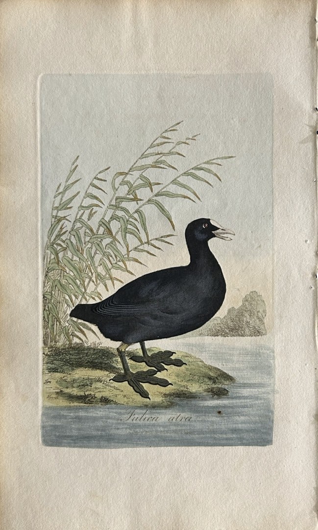 George Graves - Rare engraving of the Common Coot 1811: This rare hand-coloured copper plate engraving is from British Ornithology: being the History with a coloured representation of every known species of birds by George Graves. Published by Stephen Couc