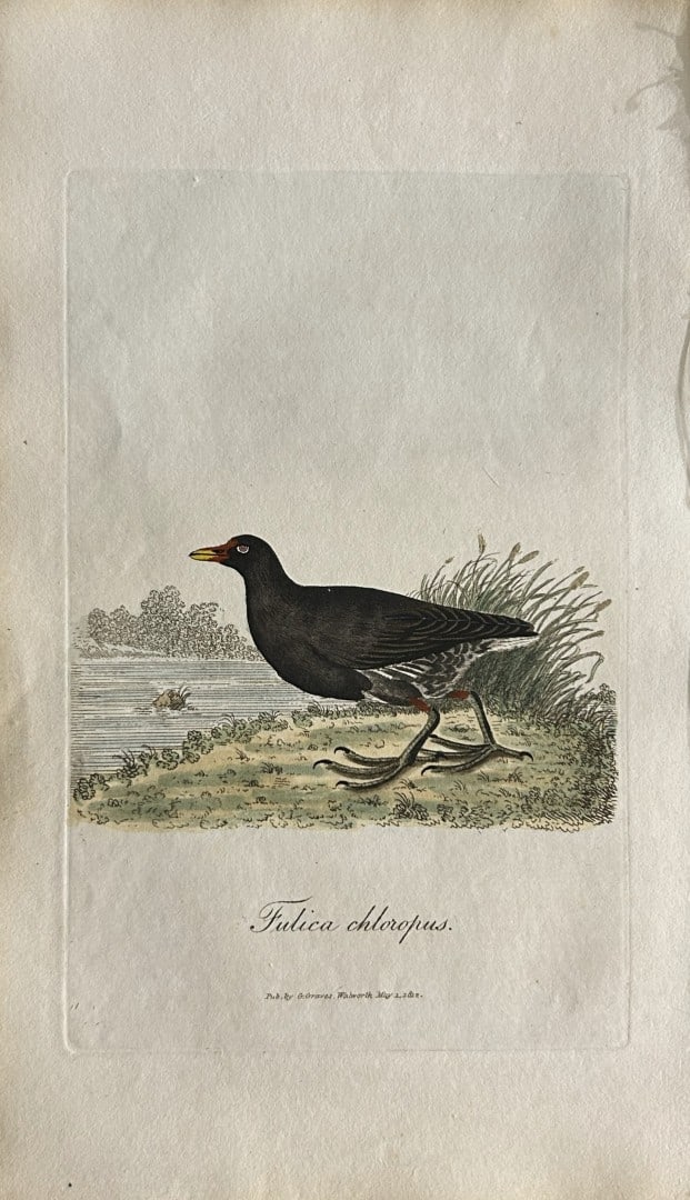George Graves - Rare engraving of the Common Gallinule 1811: This rare hand-coloured copper plate engraving is from British Ornithology: being the History with a coloured representation of every known species of birds by George Graves. Published by Stephen Couc