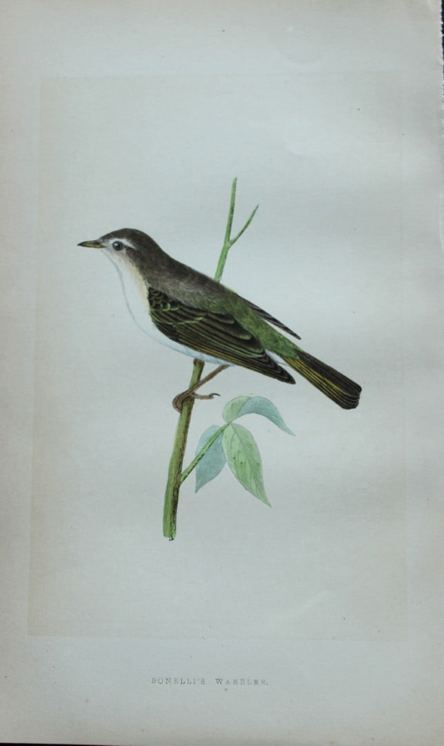 Charles Bree - Hand-coloured engraving of Bonelli's Warbler 1866: This hand-coloured wood engraving is from the History of the Birds of Europe, not observed in the British Isles by Charles Robert Bree, FZS and published by Groombridge and Sons, London. 1866, first e