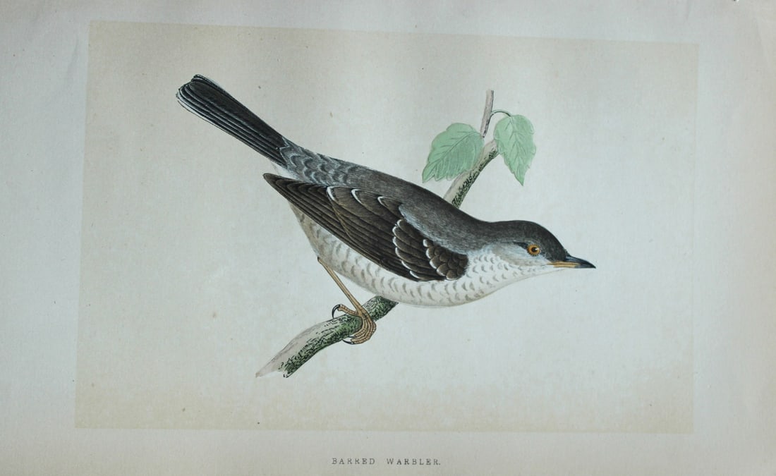 Charles Bree - Hand-coloured engraving of Barred Warbler 1866: This hand-coloured wood engraving is from the History of the Birds of Europe, not observed in the British Isles by Charles Robert Bree, FZS and published by Groombridge and Sons, London. 1866, first e