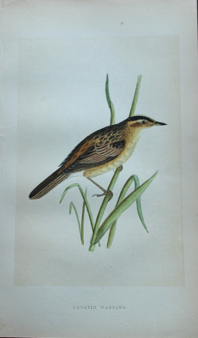 Charles Bree - Hand-coloured engraving of Aquatic Warbler 1866: This hand-coloured wood engraving is from the History of the Birds of Europe, not observed in the British Isles by Charles Robert Bree, FZS and published by Groombridge and Sons, London. 1866, first e