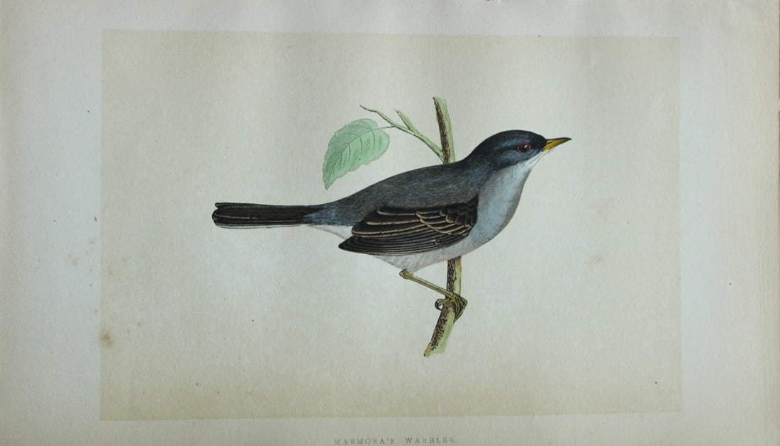 Charles Bree - Hand-coloured engraving of Marmora's Warbler 1866: This hand-coloured wood engraving is from the History of the Birds of Europe, not observed in the British Isles by Charles Robert Bree, FZS and published by Groombridge and Sons, London. 1866, first e