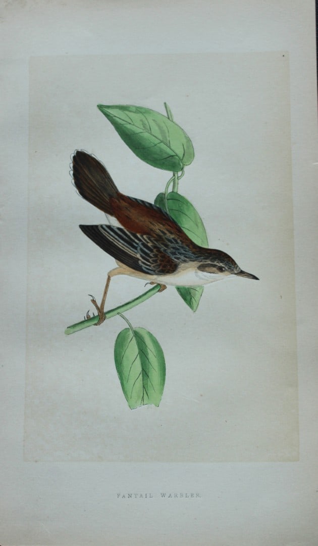 Charles Bree - Hand-coloured engraving of Fantail Warbler 1866: This hand-coloured wood engraving is from the History of the Birds of Europe, not observed in the British Isles by Charles Robert Bree, FZS and published by Groombridge and Sons, London. 1866, first e