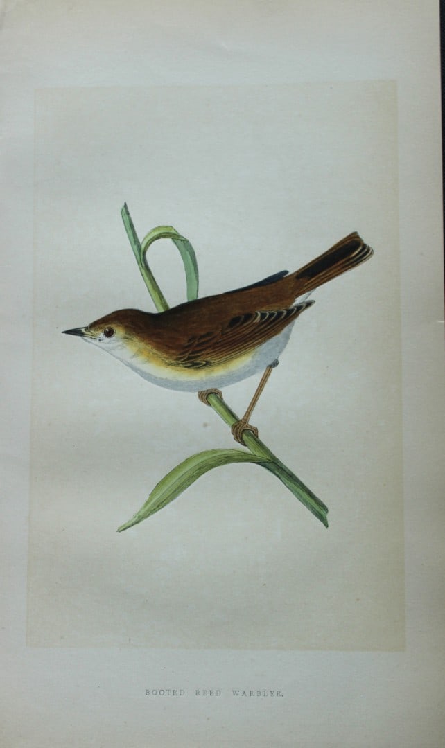 Charles Bree - Hand-coloured engraving of Booted Reed Warbler 1866: This hand-coloured wood engraving is from the History of the Birds of Europe, not observed in the British Isles by Charles Robert Bree, FZS and published by Groombridge and Sons, London. 1866, first e