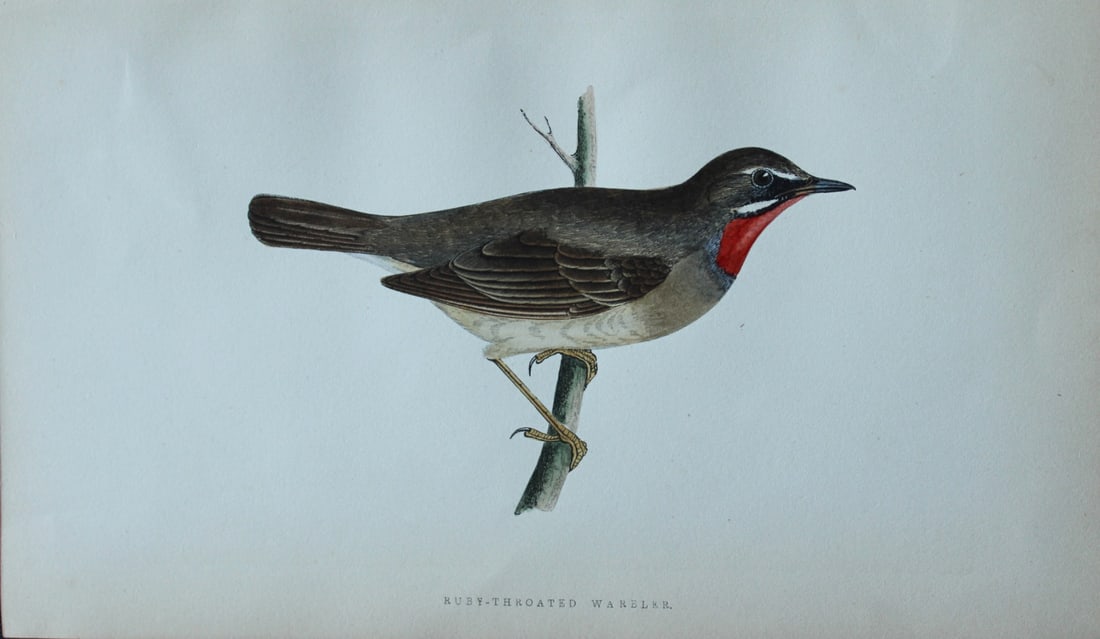 Charles Bree - Hand-coloured engraving of Ruby-throated Warbler 1866: This hand-coloured wood engraving is from the History of the Birds of Europe, not observed in the British Isles by Charles Robert Bree, FZS and published by Groombridge and Sons, London. 1866, first e