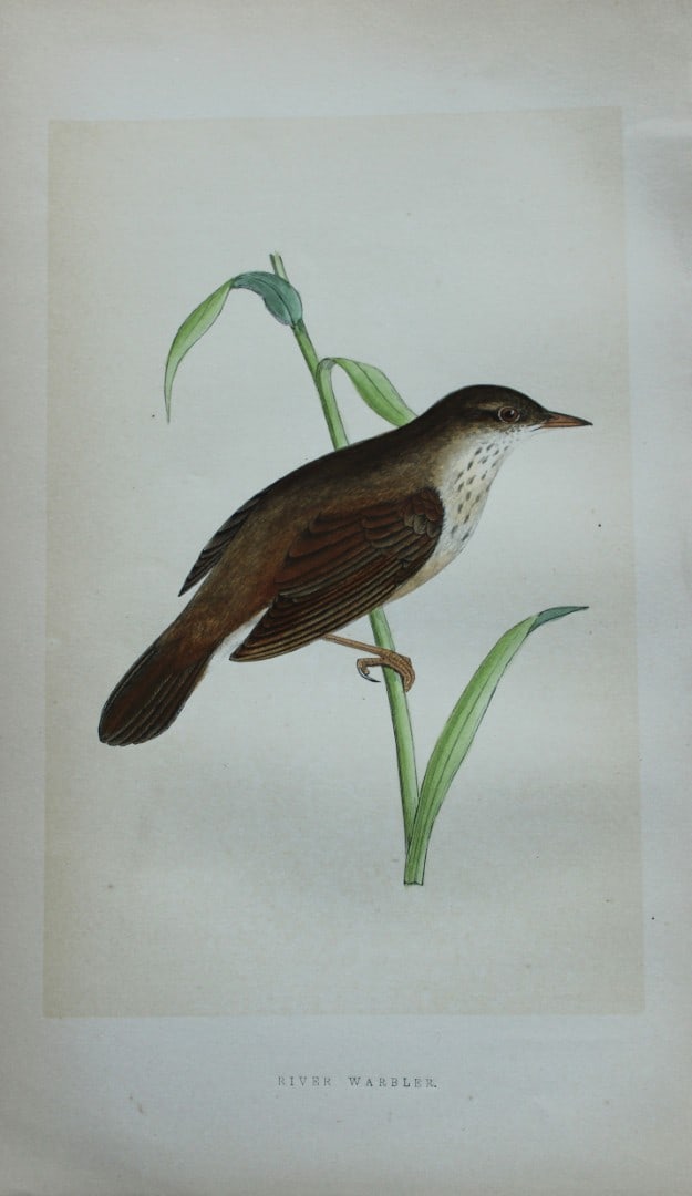 Charles Bree - Hand-coloured engraving of River Warbler 1866: This hand-coloured wood engraving is from the History of the Birds of Europe, not observed in the British Isles by Charles Robert Bree, FZS and published by Groombridge and Sons, London. 1866, first e