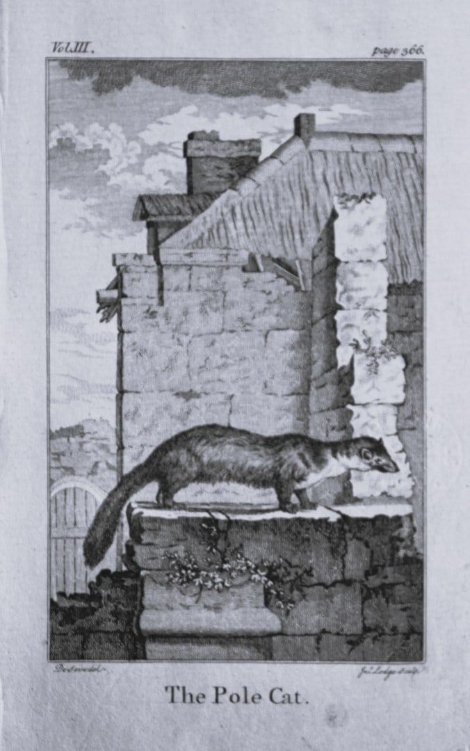 Buffon - Syagush drawn by De Seve 1812: This copperplate engraving was drawn by Jacques De Seve, engraved by J Lodge and printed on laid paper. The engraving is from a disbound copy of The Natural History, General and Particular by Count de