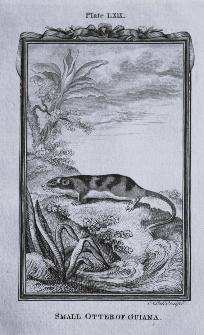 Buffon - Otter of Guiana engraving by A Bell 1785: This copperplate engraving was drawn by A Bell and printed on laid paper. The engraving is from a disbound copy of The Natural History, General and Particular by Count de Buffon translated by William