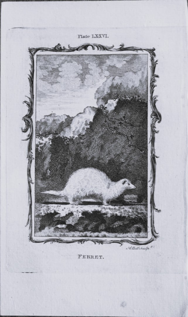 Buffon - Ferret engraving by A Bell 1785: This copperplate engraving was drawn by A Bell and printed on laid paper. The engravings are from a disbound copy of The Natural History, General and Particular by Count de Buffon translated by Willia