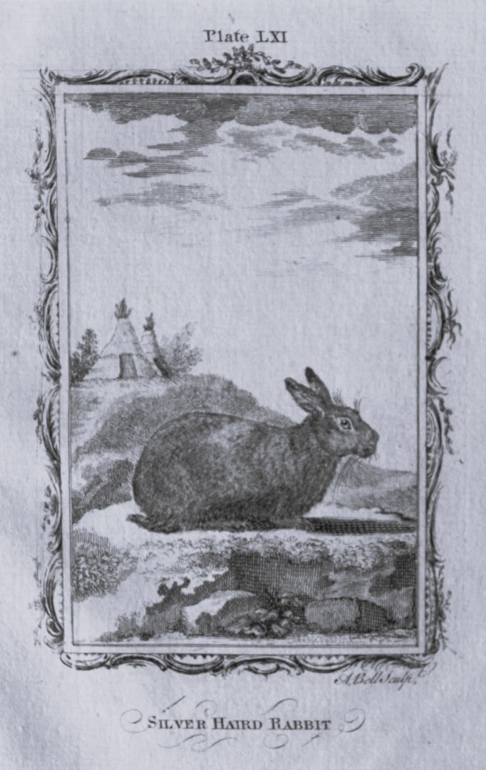 Buffon - Silver Haired Rabbit engraving by A Bell 1785: This copperplate engraving was drawn by A Bell and printed on laid paper. The engravings are from a disbound copy of The Natural History, General and Particular by Count de Buffon translated by Willia