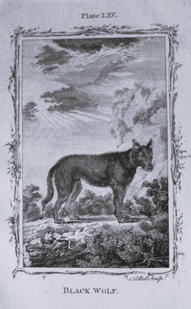 Buffon - Black Wolf engraving by A Bell 1785 (1 of 1)