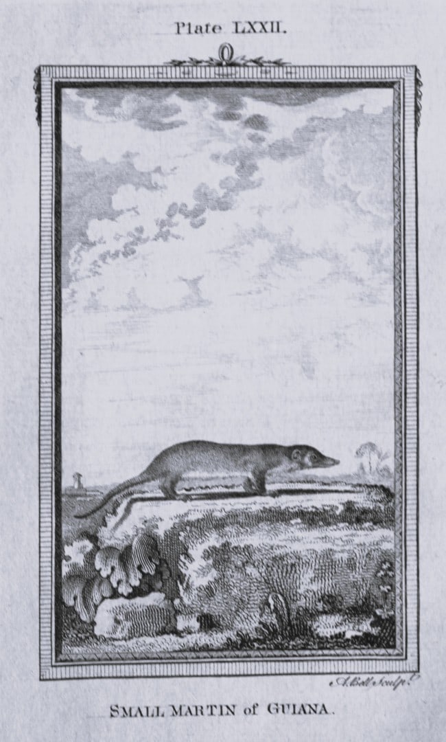 Buffon - Small Martin of Guiana engraving by A Bell 1785: This copperplate engraving was drawn by A Bell and printed on laid paper. The engravings are from a disbound copy of The Natural History, General and Particular by Count de Buffon translated by Willia