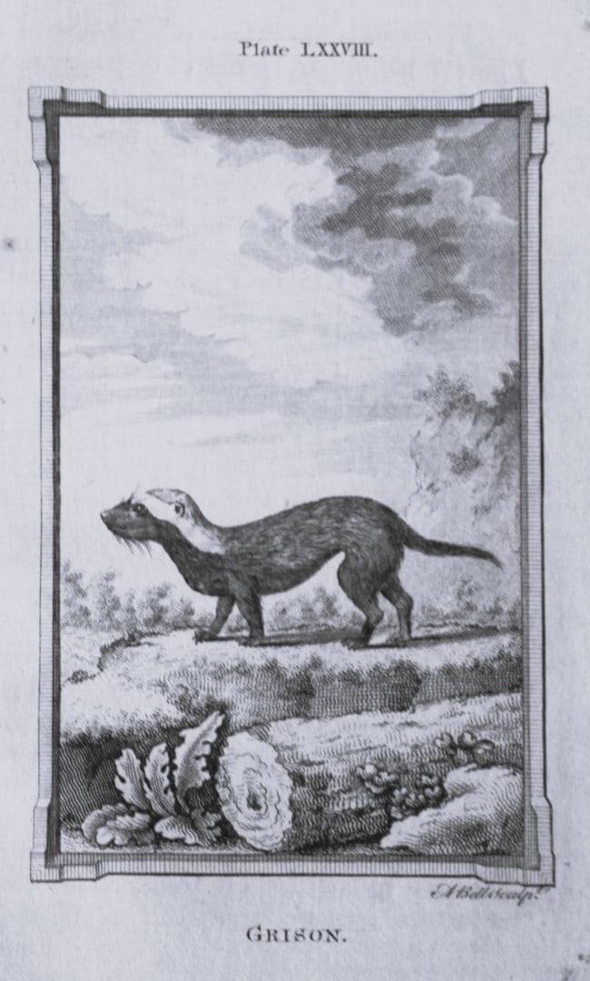 Buffon - Grison engraving by A Bell 1785: This copperplate engraving was drawn by A Bell and printed on laid paper. The engravings are from a disbound copy of The Natural History, General and Particular by Count de Buffon translated by Willia