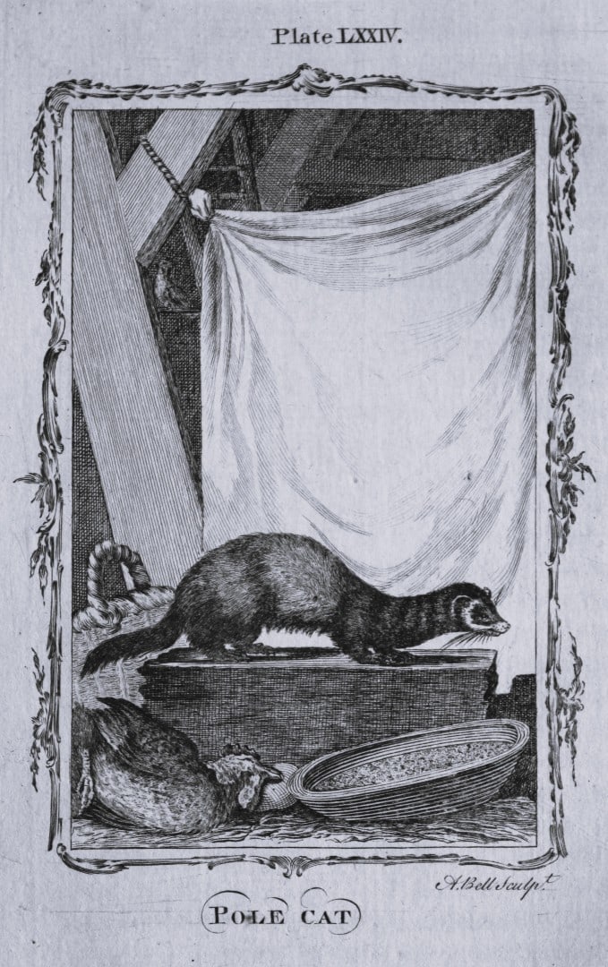 Buffon - Polecat engraving by A Bell 1785: This copperplate engraving was drawn by A Bell and printed on laid paper. The engravings are from a disbound copy of The Natural History, General and Particular by Count de Buffon translated by Willia