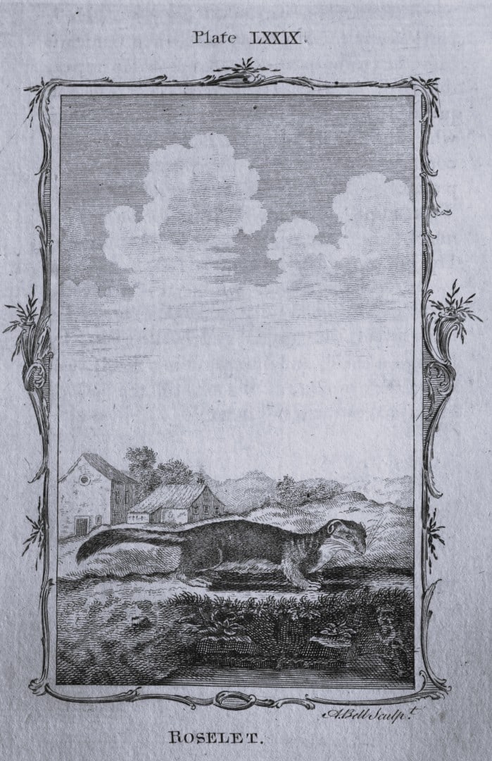 Buffon - Roselet engraving by A Bell 1785: This copperplate engraving was drawn by A Bell and printed on laid paper. The engravings are from a disbound copy of The Natural History, General and Particular by Count de Buffon translated by Willia
