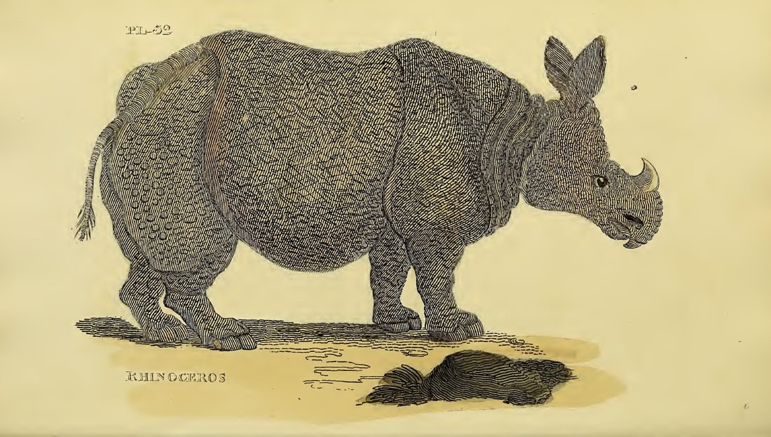 Brightly - Engraving of Single Horned Rhinoceros 1811: This copperplate engraving is from The Natural History of Quadrupeds, and Cetaceous Animals by various authors. Published by Brightly and Co, Bungay 1811.Size: 8in x 5in (20cm x 13cm)